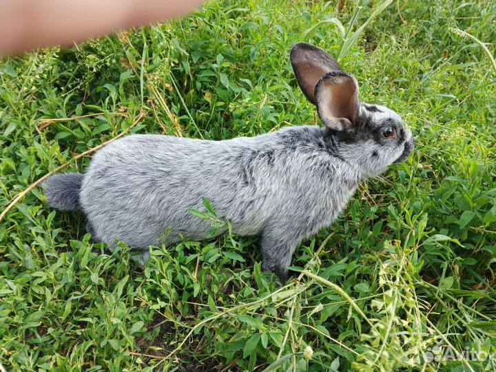 Кролики Полтавское серебро