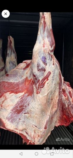 Продам мясо конина