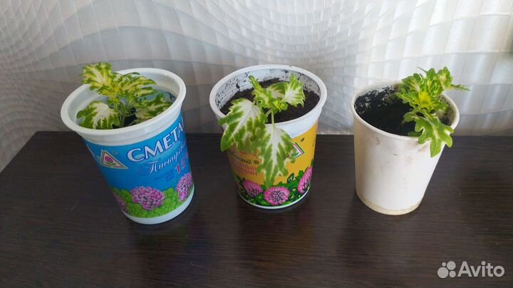 Домашние растения