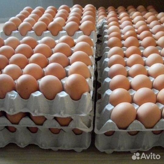 Яйца домашние