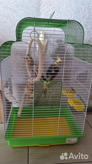 Отдам трех попугаев кореллы с клеткой