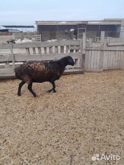 Баран на племя