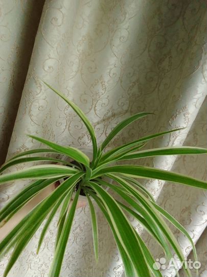 Хлорофитум