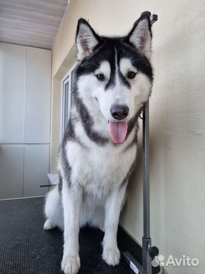 Грумер - стрижка животных