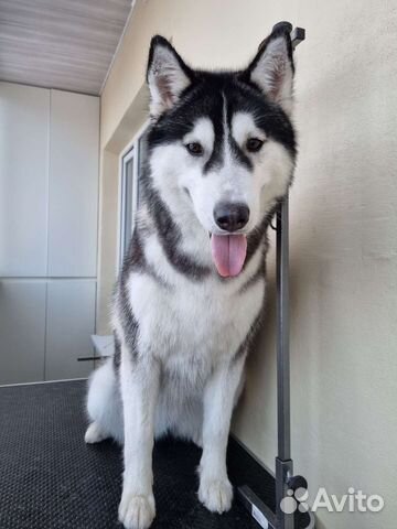 Грумер - стрижка животных