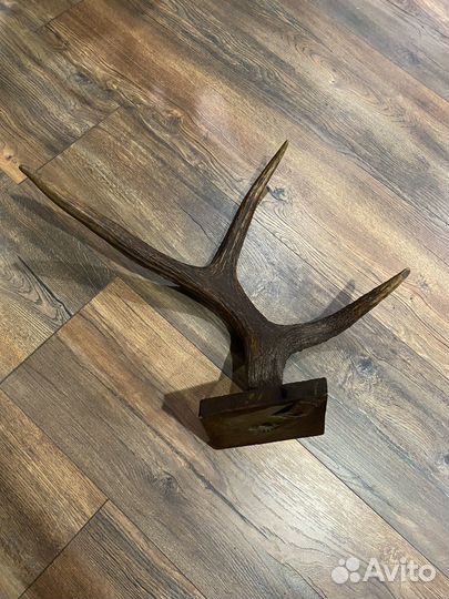 Продам рога лося