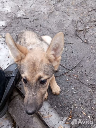 Щенок в добрые руки