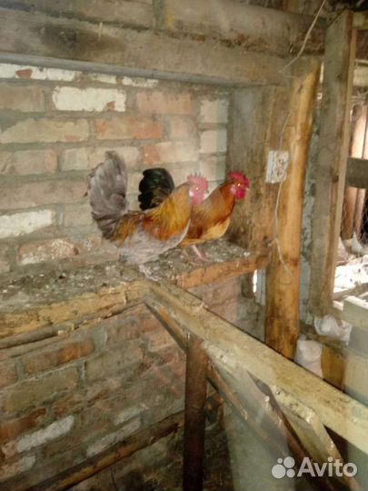 Карликовый петух