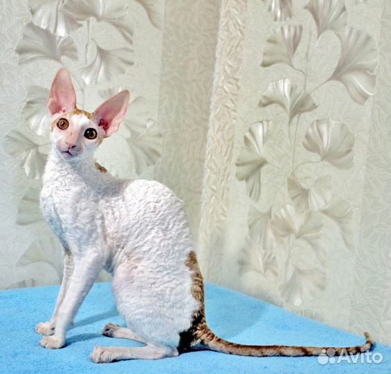 Мегаласковый парень