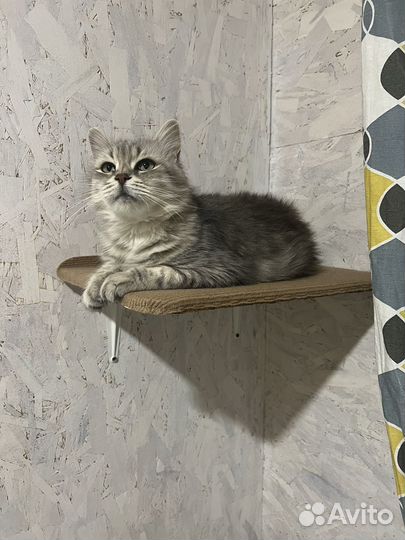 Кошка в дар бесплатно