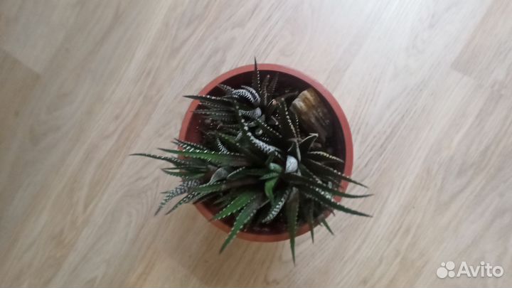 Комнатные цветы