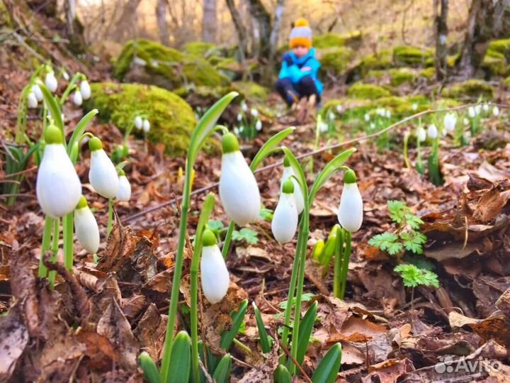 Подснежник