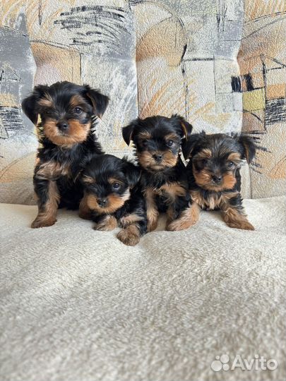 Йоркширский терьер