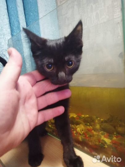 Отдам котят, в хорошие руки