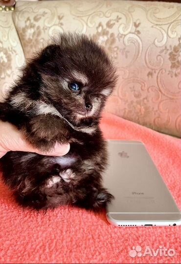 Померанский шпиц большой выбор щенков