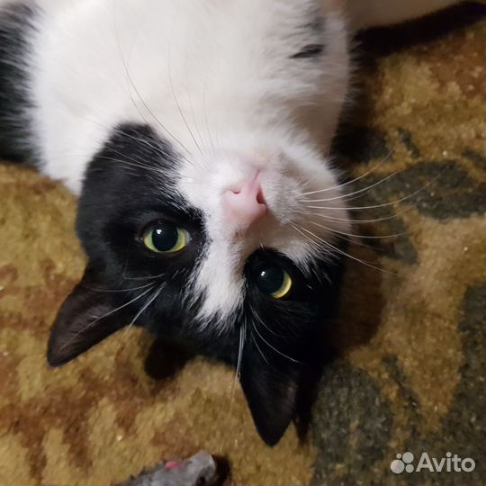 Коты в добрые руки.Рыбинск