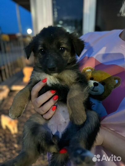 Щеночки в добрые руки