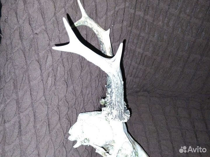 Рога косули