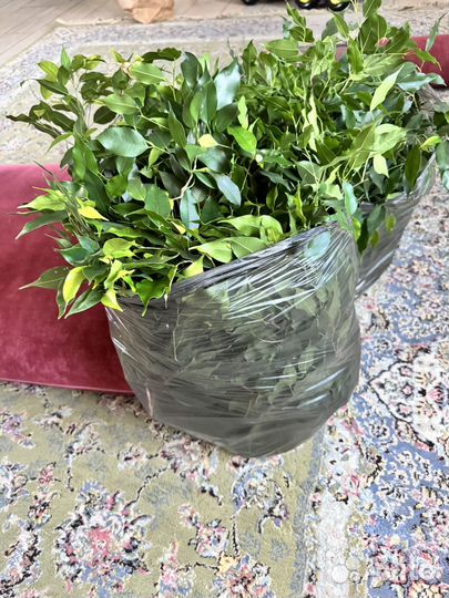 Бенджамина черенок