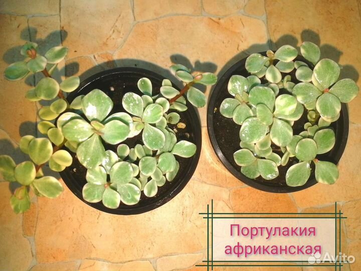 Сингониум/портулакия/циссус/фиттония/пилея/плектра