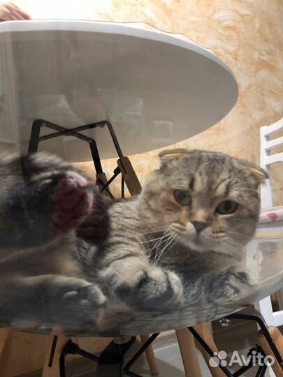Шотландский вислоухий кот на вязку