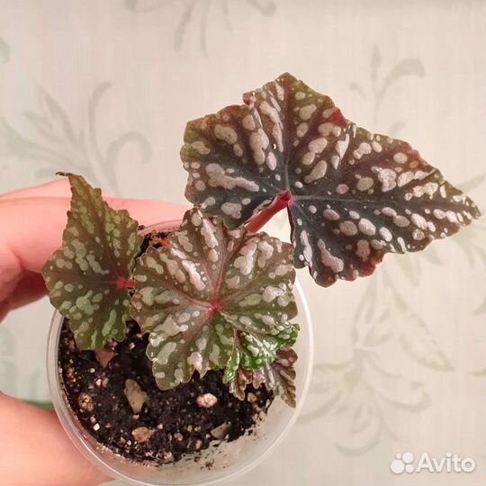 Комнатные растения, цветы