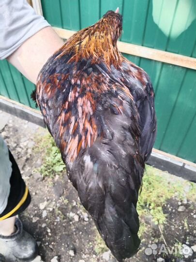 Петушок Маран