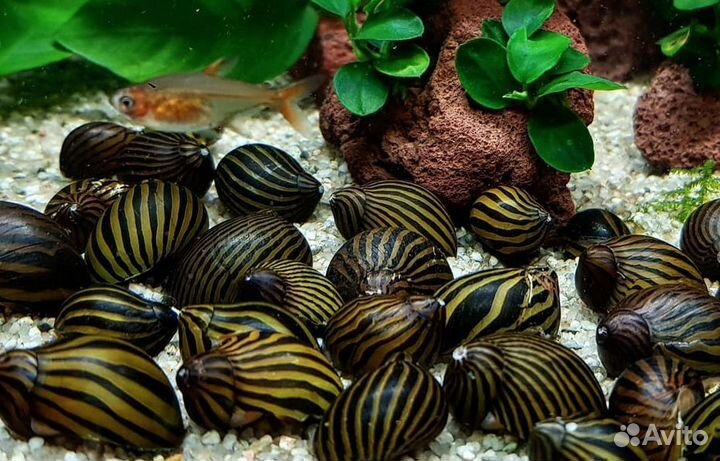 Улитки неретина зебра