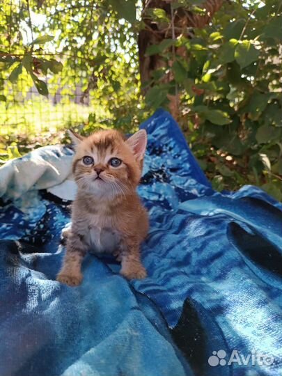 Шотландские котята