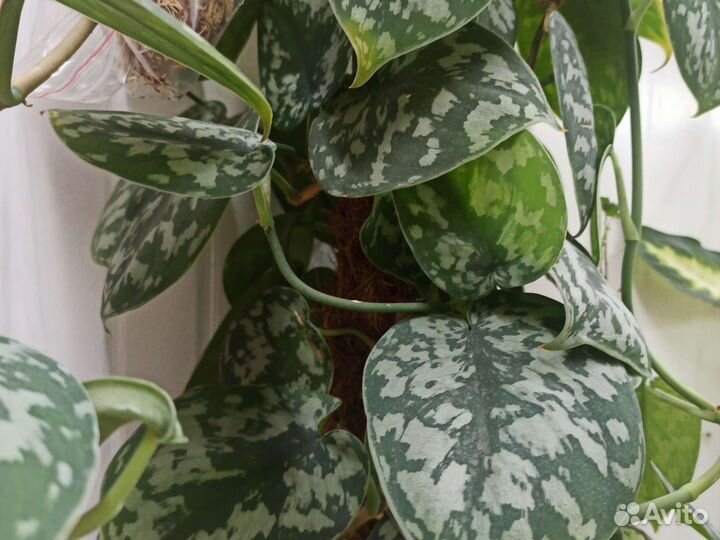 Сциндапсус пиктус треби,срез