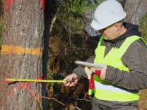 Инженер по лесопользованию, отвод и таксация леса