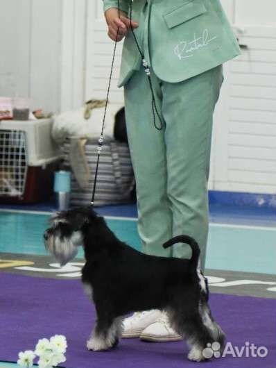 Цвергшнауцеры чёрные с серебром