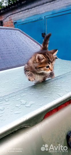 Котята в добрые руки девочки