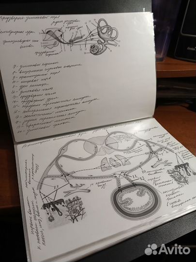 Тетрадь по анатомии