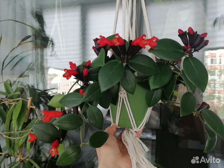 Эхинантус Мона Лиза