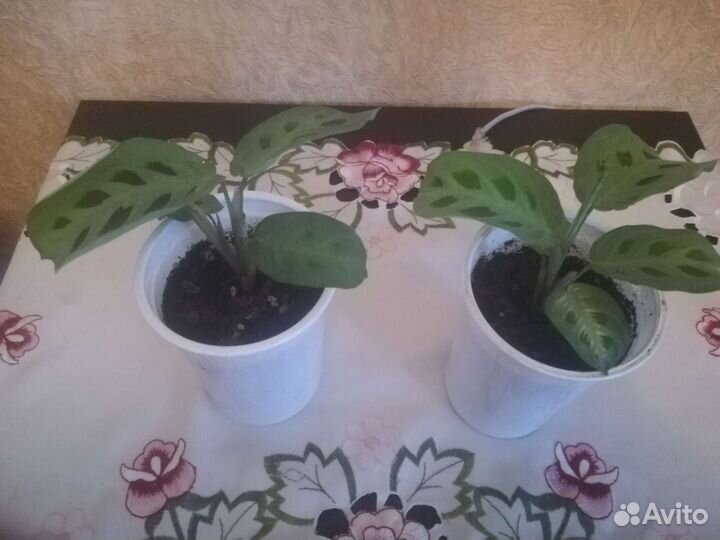 Маранта. Папортники