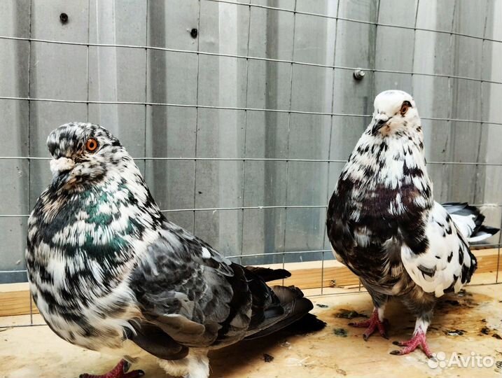 Голуби Николаевские