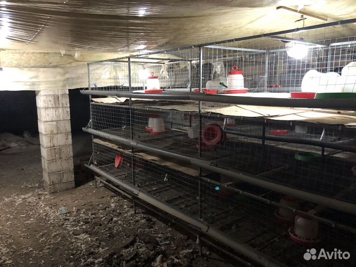 Клетки для кур со всеми принадлежностями