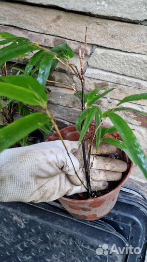 Бамбук черный 2 вида высокий и карликовый