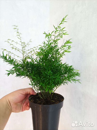 Папоротник