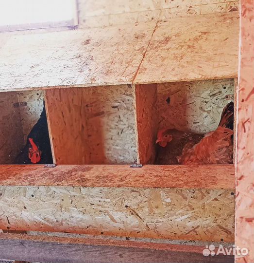 Гнëзда для кур