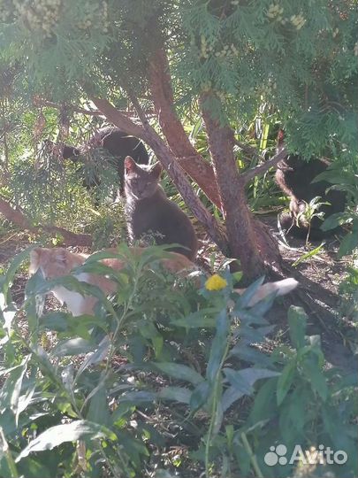 Котам очень нужен дом