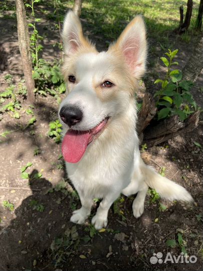 Красивый щенок в добрые руки