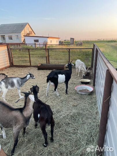 Продаем коз,козлов