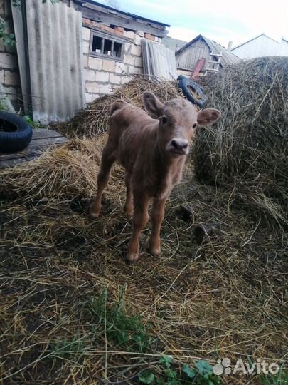 Телёнок бычок