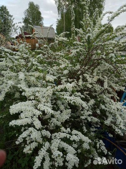 Многолетние растения для тени, солнца, полутени
