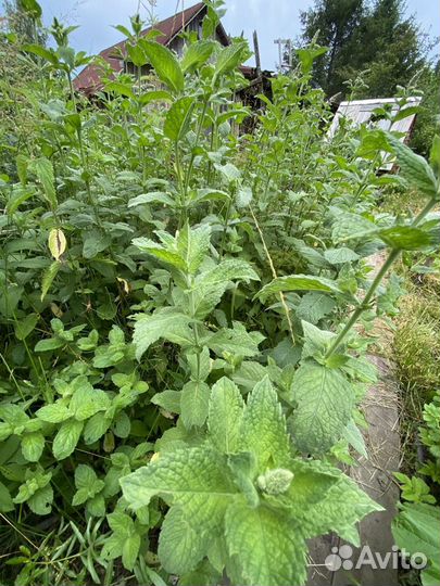 Мята, мелисса