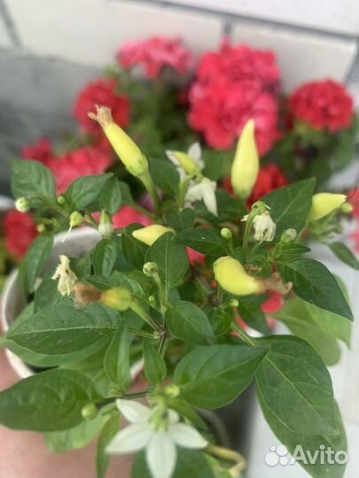 Перец декоративный,острый