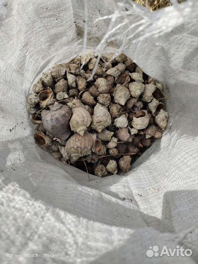 Морские ракушки раковины