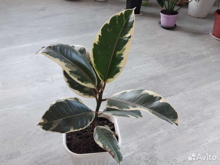 Фикус, белизе,тинекэ,лирато бамбино